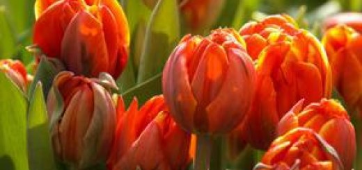 tulipany